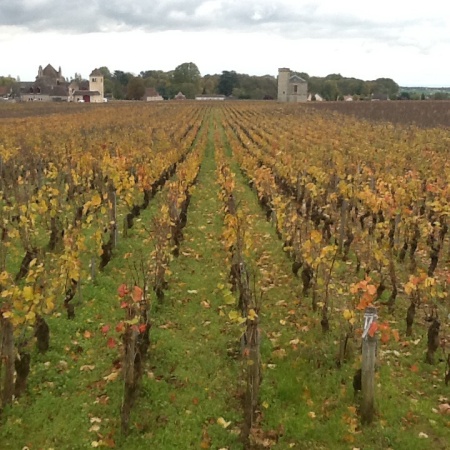 You can own a row of vines here at Vougeot